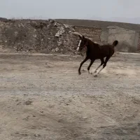 کره نریون عرب خالص|اسب و تجهیزات اسبسواری|کاشان, استرک|دیوار