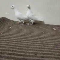 کفتر پتی واله پاکستانی