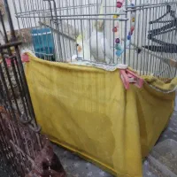 نر هستن 1سال نیمه رام بدون گاز گرفتن