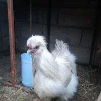 خروس ابریشمی