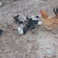 مرغ و جوجه|حیوانات مزرعه|دالاهو, |دیوار