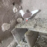 کفتر|پرنده|تربت‌حیدریه, پائین ولایت|دیوار