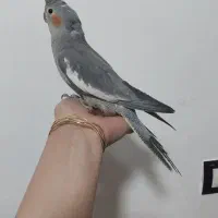 عروس هلندی|پرنده|الیگودرز, |دیوار