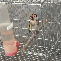 سرسیاه مست مست