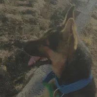 توله ژرمن یک ساله