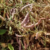 خواهان زمین به صورت نصف کاری