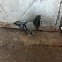 کبوتر|پرنده|بابا حیدر, |دیوار