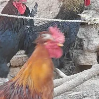 جوجه قوغاز، بوقلمون، اردک، خروس|حیوانات مزرعه|نیشابور, فضل|دیوار