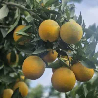 پرتقال  کوهی  ۱۵۰ کیلو