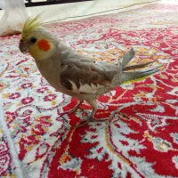 عروس هلندی|پرنده|جوانرود, |دیوار