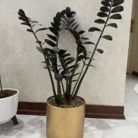 گل زاموفیلیا سوپر بلک