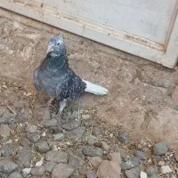کبوتر هفت رنگ دم سفید