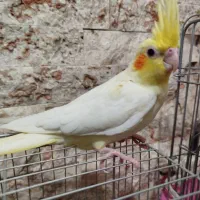 جوجه یک ماهه عروس هلندی سینامون و لوتینو|پرنده|تهران, اتابک|دیوار