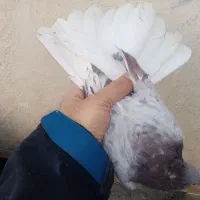 کفتر سرور  دم سفید