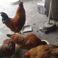 خروس و مرغ