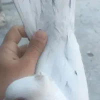 کفتر شهرک مطهری