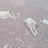 حیوان خانگی