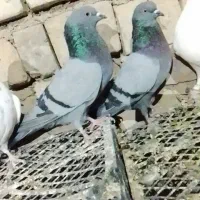 کبوتر پاکستانی