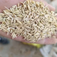 فروش‌جو محلی وجود خارجی ویونجه وکاه سفید ولوبیا