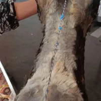 هیزه پوست بزغاله