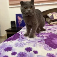 اسکاتیش نر