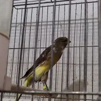 قناری بلند|پرنده|شیراز, فضلآباد|دیوار