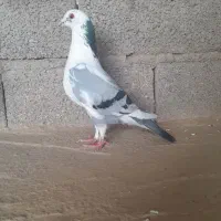 کبوتر پلنگی فروش فوری