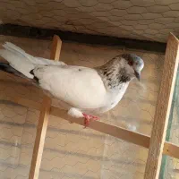 کله دم سبز و پشدار سیاه