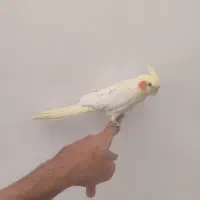 عروس هلندی لوتینو زعفرانی سخنگو