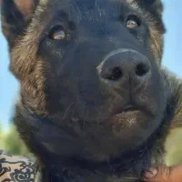 سگ مالینویز بلژیکی|سگ|مرودشت, نقش رستم|دیوار