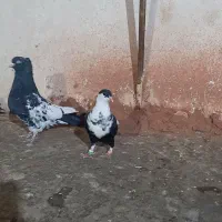 کفتر رنگه|پرنده|مشهد, طلاب|دیوار