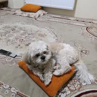 واگذاری سگ شیتزو