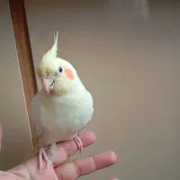 عروس هلندی نژاد لوتینو