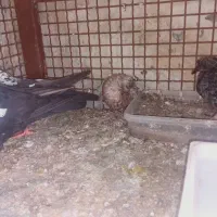 کبوتر|پرنده|بندرعباس, |دیوار