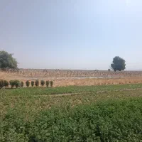 اجاره زمین کشاورزی حاصل خیز|اجارهٔ دفتر صنعتی، کشاورزی، تجاری|بلوک, |دیوار