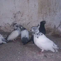 چند عدد کردم سبز بلند کشیده|پرنده|قائمشهر, |دیوار