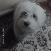 سگ نر|سگ|تبریز, |دیوار