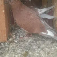 کبوترموشی نوک ریز طلایی سبز نقره ای|پرنده|شریف‌آباد, |دیوار