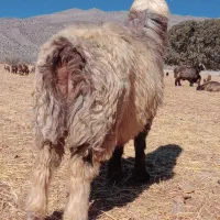 کوهع قوچ کری ترکی درجه یک میش بز کهره بره نر ماده|حیوانات مزرعه|بانش, |دیوار