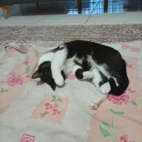 واگذاری گربه|گربه|محمدشهر, ولدآباد|دیوار