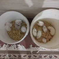 همستر