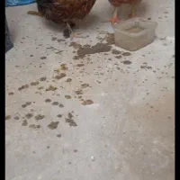 مرغ محلی|حیوانات مزرعه|شهر ری, سرتخت|دیوار