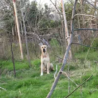 سگ ماده سرابی