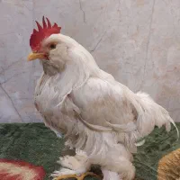 خروس سفید