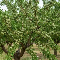 تحویل نهال بادام در تمام نقاط ایران