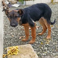 توله ژرمن سه ماهه