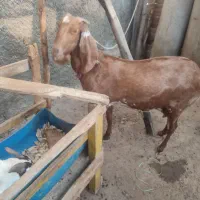 چند راس بز|حیوانات مزرعه|چابهار, |دیوار