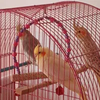 عروس هلندی|پرنده|سراب, |دیوار