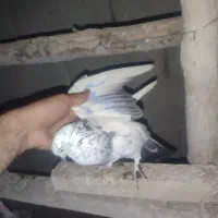 کبوتر گمشده