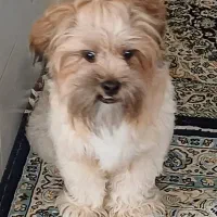 سگ خانگی|سگ|یزد, |دیوار